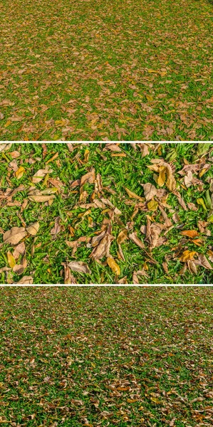 Autumn leaves on green grass — Stock Photo, Image