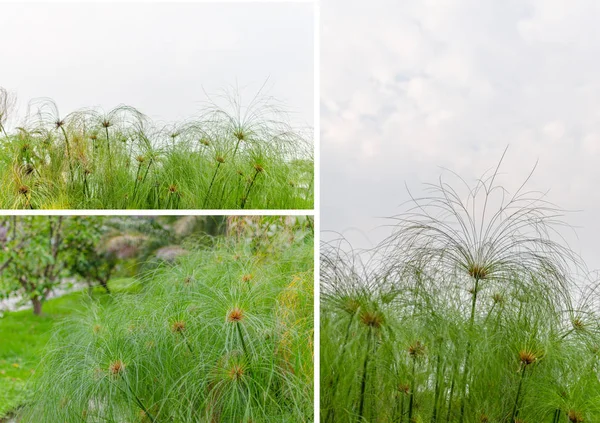 Papiro planta verde como abstrato fundo — Fotografia de Stock