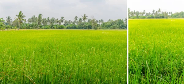 Vackra gröna blad ris arkiverat på landsbygden — Stockfoto