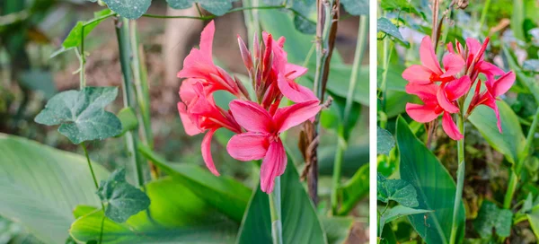 Canna blomma i trädgården — Stockfoto