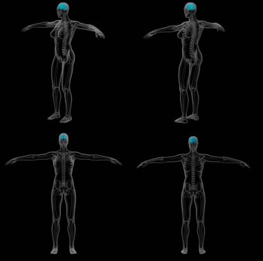 3D render Medikal illüstrasyon beyin