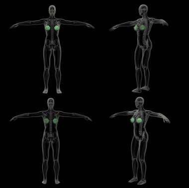 3D render Medikal illüstrasyon insan meme bezinin