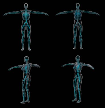 dolaşım sistemi 3D render çizimi