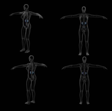 böbrek 3D render çizimi