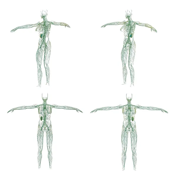 Rendering Illustration Lymphatic System — Stock Photo, Image