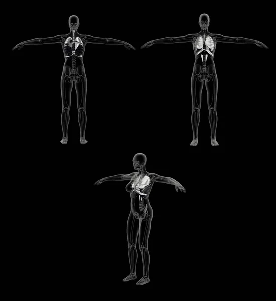 Рендеринг Иллюстрации Дыхательной Системы — стоковое фото