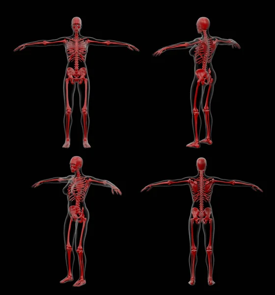 Rendering Illusztrációja Csontváz — Stock Fotó