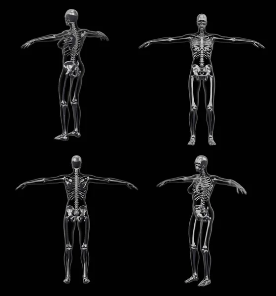 Ilustración Representación Del Esqueleto — Foto de Stock