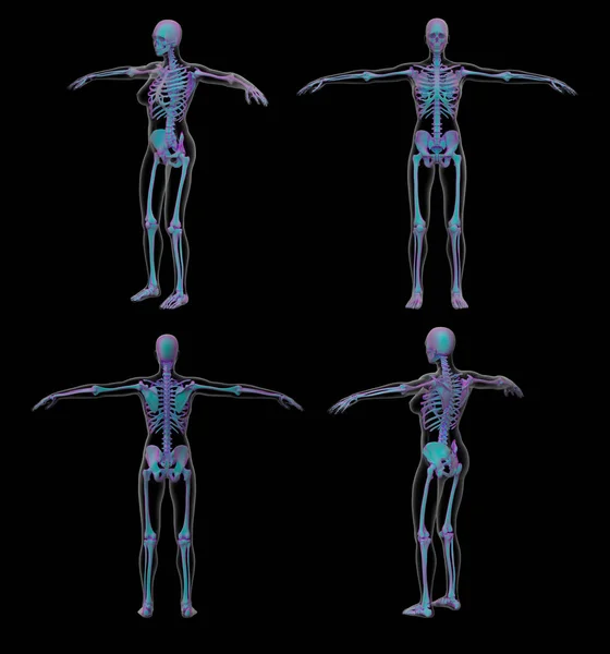Rendering Illusztrációja Csontváz — Stock Fotó