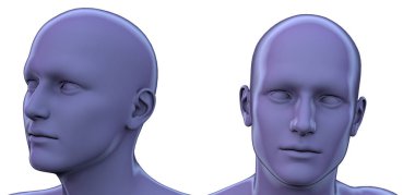 İnsan anatomisi 3d render illüstrasyon
