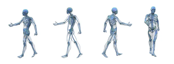 Prostorové vykreslování kostry anatomie kosti — Stock fotografie