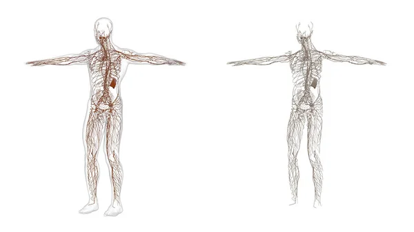 Ilustração de renderização 3D do sistema linfático — Fotografia de Stock