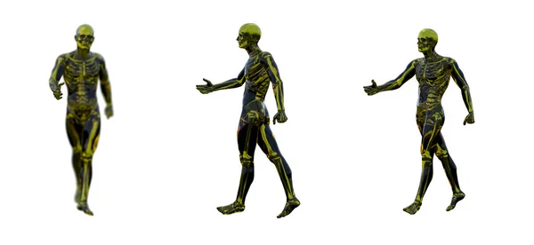 Illustration de rendu 3D de l'anatomie humaine — Photo