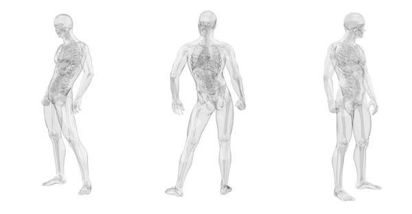 3d representación ilustración de la anatomía humana — Foto de Stock