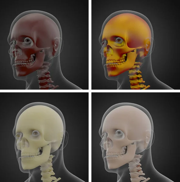 Vykreslování Ilustrace Lebky Anatomie — Stock fotografie