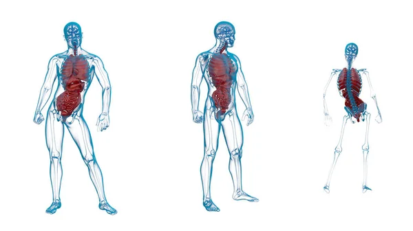 Representación 3D ilustración médica del sistema digestivo humano — Foto de Stock