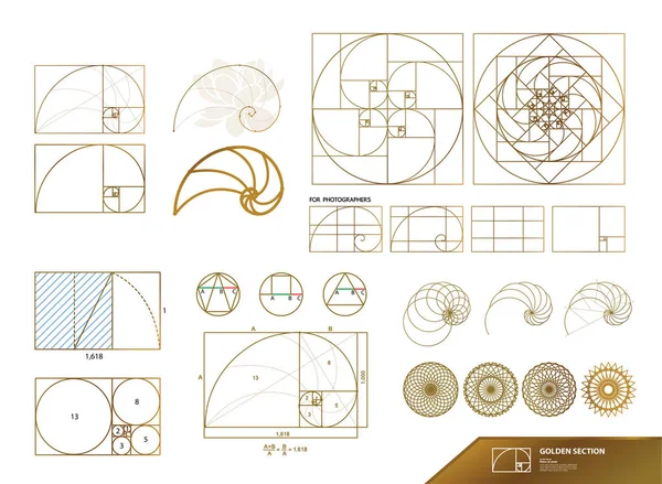 創造的なデザインベクトルのイラストのための黄金比 — ストックベクタ