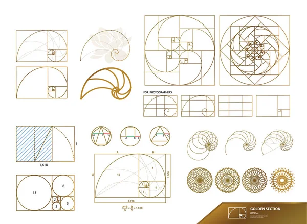 Golden Ratio Creative Design Vector Illustration — Stock Vector