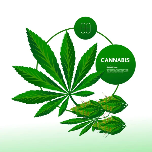 Premium Cannabis Plant Leafs Vector Illustration — 스톡 벡터