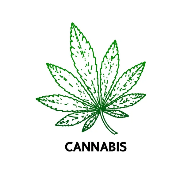 Premium Cannabispflanze Blätter Vektor Illustration — Stockvektor