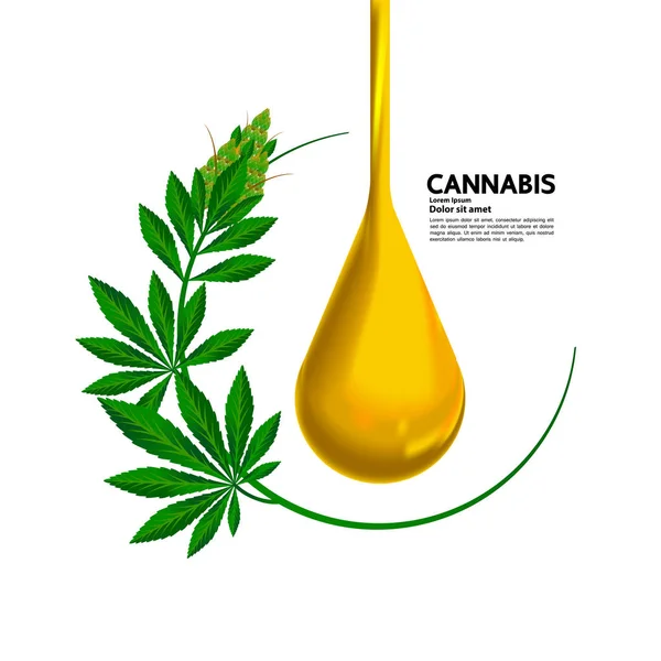 Illustrazione Vettoriale Foglie Cannabis Premium — Vettoriale Stock