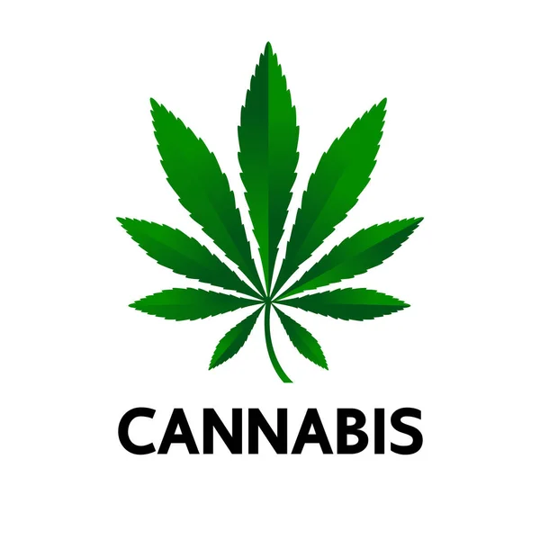 Premium Cannabispflanze Blätter Vektor Illustration — Stockvektor