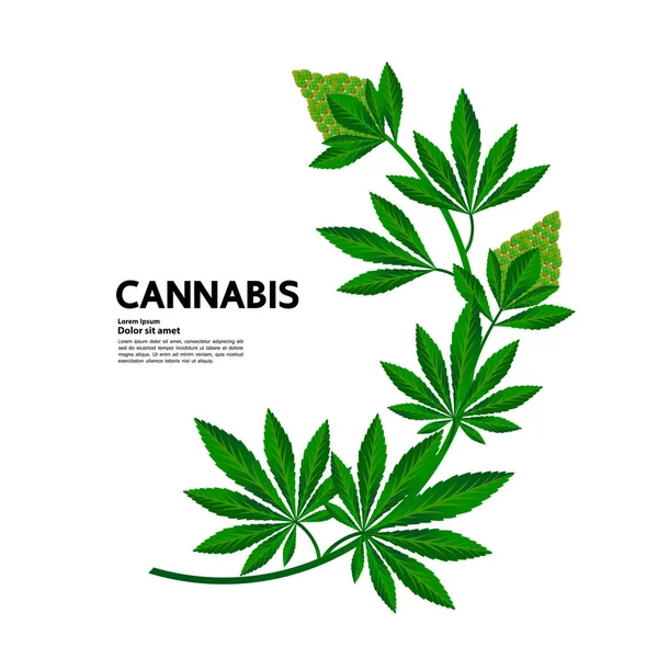 Planta Cannabis Premium Hojas Vector Ilustración — Vector de stock
