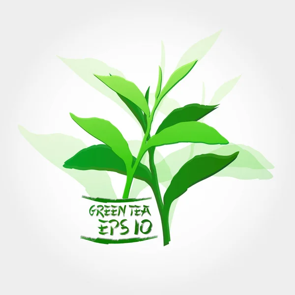 Premium Green Tea Good Health Vector — ストックベクタ