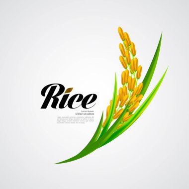 Premium Rice büyük kaliteli tasarım konsept vektör.