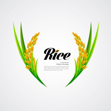 Premium Rice büyük kaliteli tasarım konsept vektör.