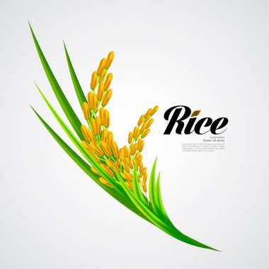 Premium Rice büyük kaliteli tasarım konsept vektör.