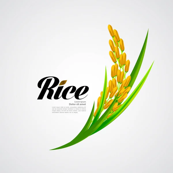 Premium Rice Wysokiej Jakości Projekt Koncepcyjny Wektor — Wektor stockowy