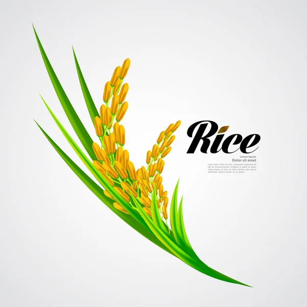 Premium Rice büyük kaliteli tasarım konsept vektör.