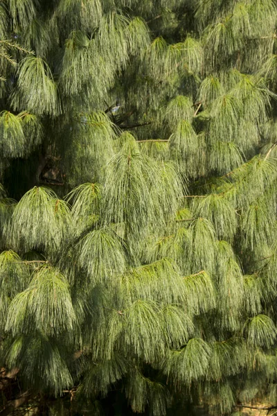 Mexicaanse huildennen Pinus patula — Stockfoto