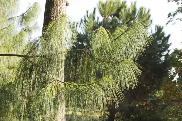 Mexikanska Gråtande tall Pinus patula — Stockfoto