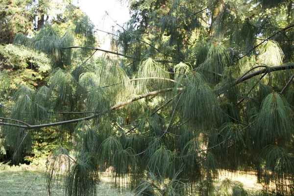 Płacząca sosna meksykańska Pinus patula — Zdjęcie stockowe