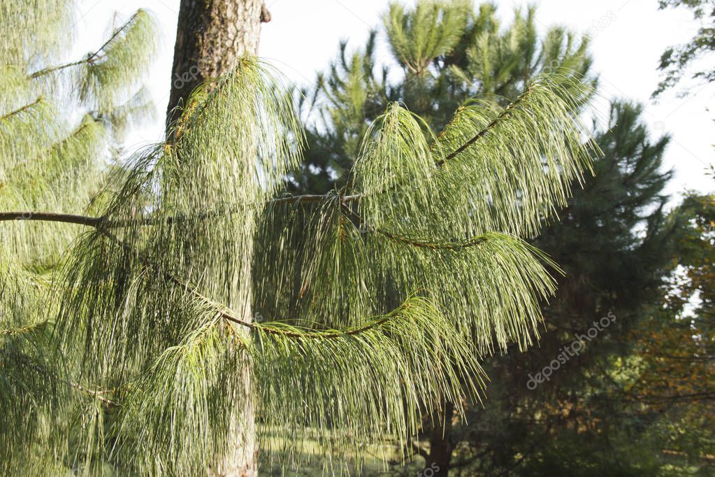 Mexican Weeping Pine Pinus patula