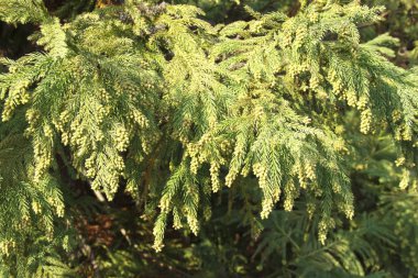 Ağaç dalları Sequoia sempervirens yakınlaşır