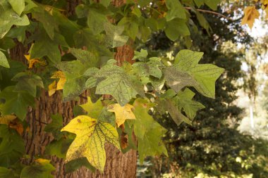 Güzel akçaağaç yaprakları sonbaharda güneşli bir günde ön planda. 