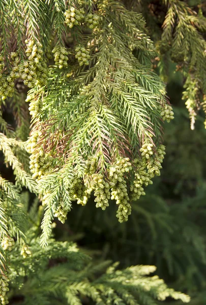 나뭇가지 Sequoia sempervirens 닫고 — 스톡 사진