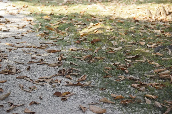 Hojas secas en el suelo en el Parque. hojas de otoño de color naranja y marrón . — Foto de Stock