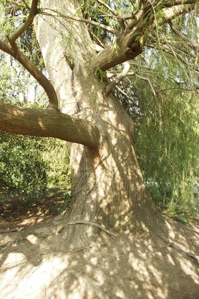 太陽の光に照らされた公園の大きな古代の木の幹 — ストック写真