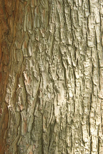 Real tree old wooden texture. Wood background with brown green structure. Natural forest rustic photo — Stock Photo, Image