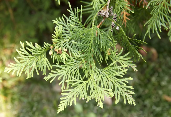 Thuja occidentalis är ett vintergrönt barrträd av cypress familjen — Stockfoto