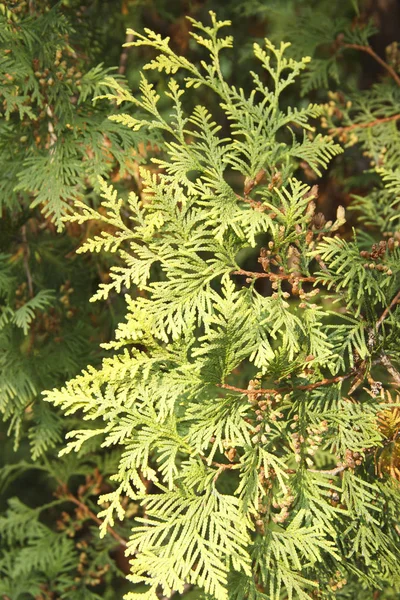 Thuja occidentalis est un conifère à feuilles persistantes de la famille des cyprès — Photo