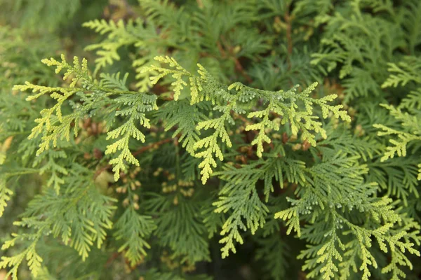 Thuja occidentalis é uma árvore conífera perene da família dos ciprestes — Fotografia de Stock