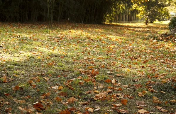 Ξερά φύλλα στο έδαφος στο πάρκο. φύλλα φθινόπωρο πορτοκαλί και καφέ χρώματα. — Φωτογραφία Αρχείου