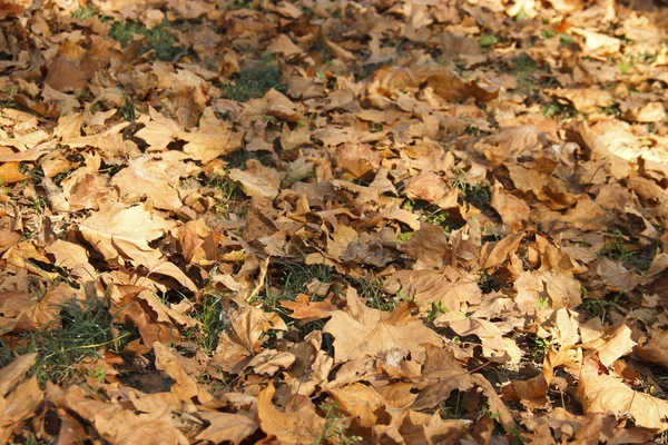 Ξερά φύλλα στο έδαφος στο πάρκο. φύλλα φθινόπωρο πορτοκαλί και καφέ χρώματα. — Φωτογραφία Αρχείου