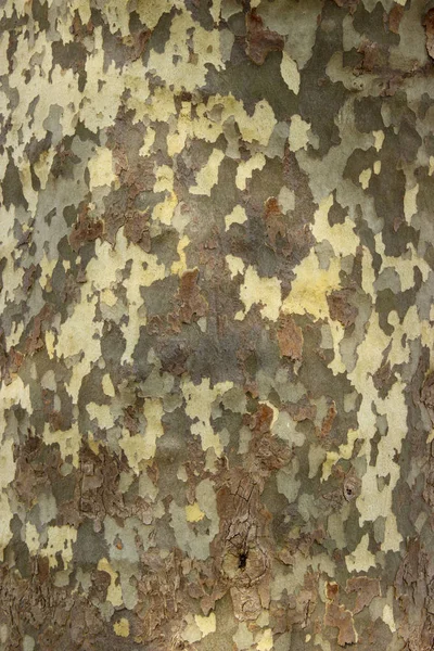 Opravdová dřevěná textura stromu. Dřevěné pozadí s hnědou zelenou strukturou. Přírodní les rustikální fotografie — Stock fotografie