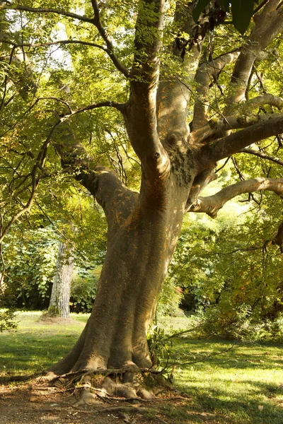 Parktaki eski bir ağacın gövdesi güneş ışığı altında. — Stok fotoğraf
